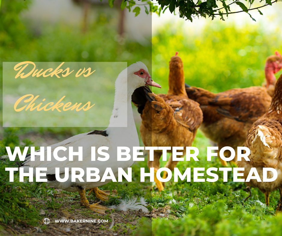 Ducks vs. Chickens, the Best Choice for Urban Homesteads Baker9