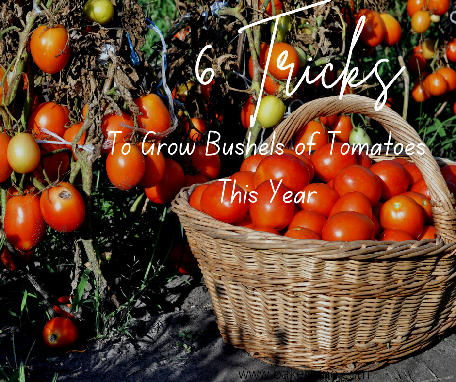 6 Tricks to Grow Bushels of Tomatoes This Year Baker9