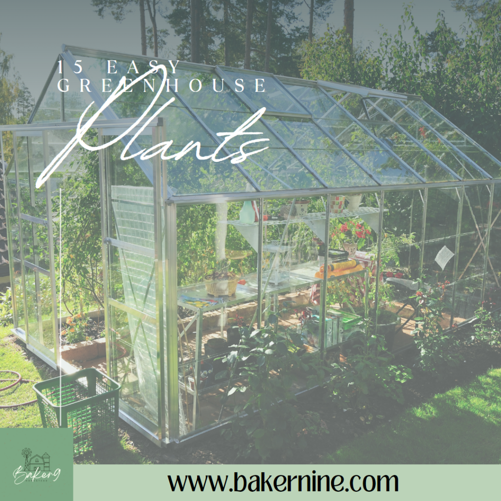 15 Easy Plants to Grow in Your Greenhouse Baker9